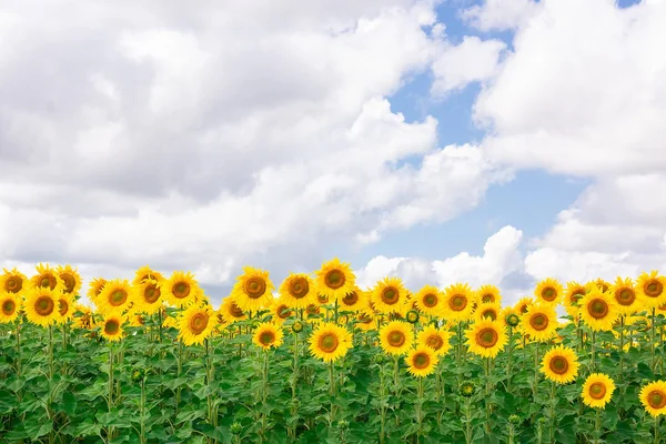 Campo de girasol paisaje — Foto de Stock