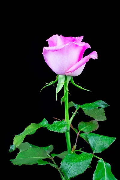 Ροζ τριαντάφυλλο σε μαύρο φόντο — Φωτογραφία Αρχείου
