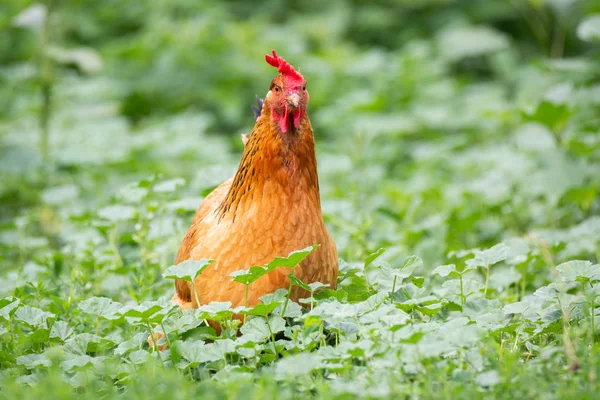 çimenlerin üzerinde tavuk