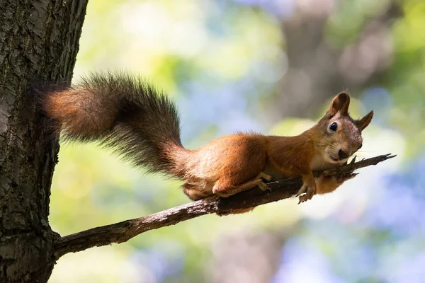 Squirrel on the tree Stock Image