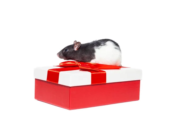 Rat on white background — Stock Photo, Image