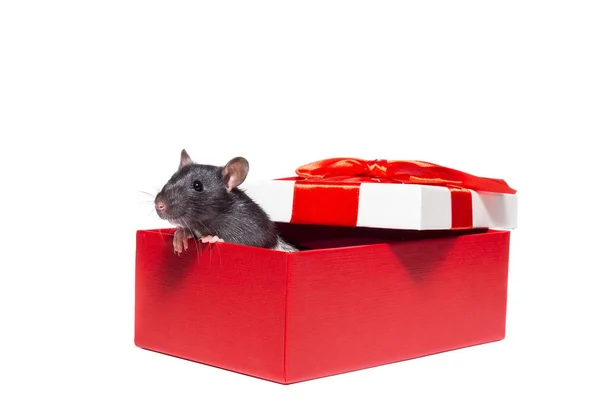 Rat op witte achtergrond — Stockfoto