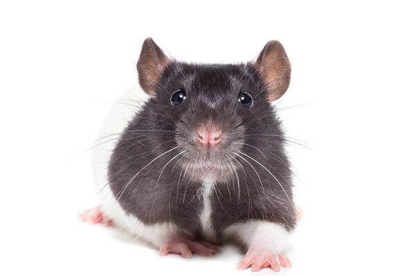 крыса на белом фоне