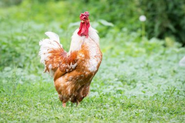 çimenlerin üzerinde horoz