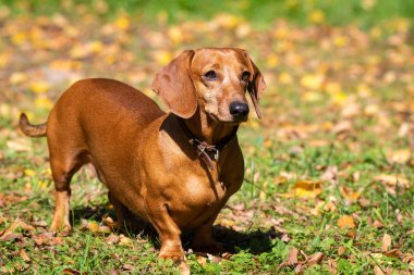 Köpek Dachshund çimenler üzerinde