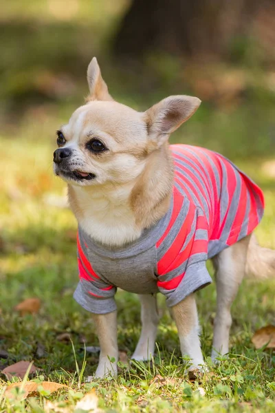 Chihuahua cão na grama — Fotografia de Stock