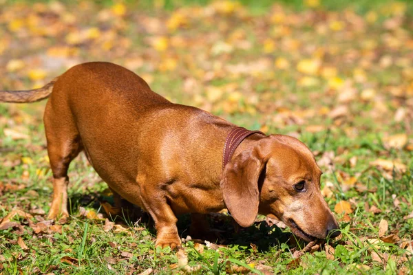 Köpek Dachshund çimenler üzerinde