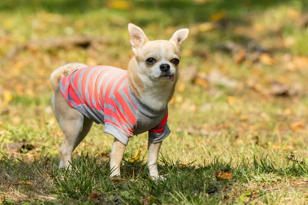 Pies chihuahua na trawie — Zdjęcie stockowe