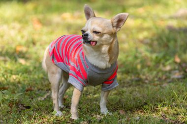 Çimüzerinde Chihuahua köpek