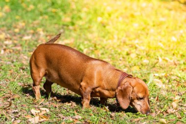 Köpek Dachshund çimenler üzerinde