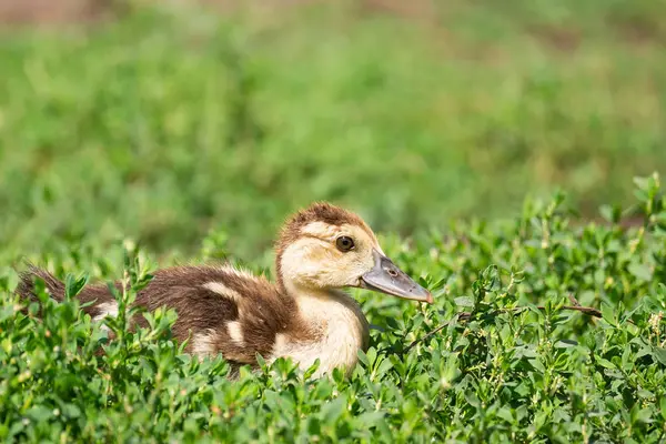 Eendje op het gras — Stockfoto