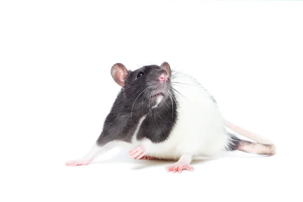 Rat op witte achtergrond — Stockfoto