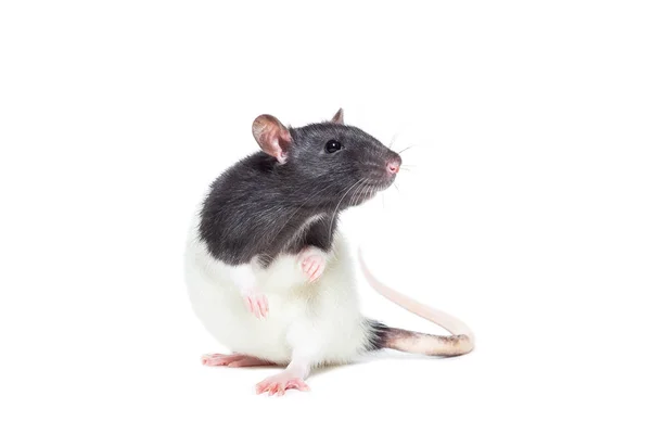 Крыса на белом фоне — стоковое фото