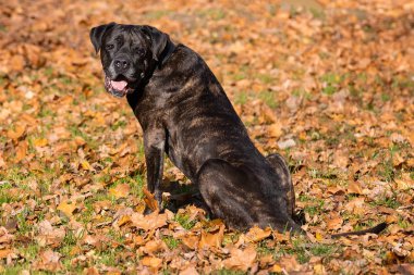köpeği cane corso