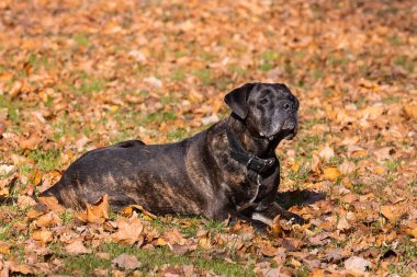 köpeği cane corso