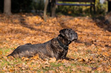 köpeği cane corso