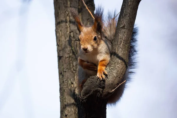 Σκίουρος στο πάρκο φθινόπωρο — Φωτογραφία Αρχείου