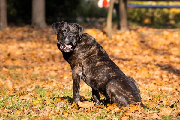 Cane Corso de perro —  Fotos de Stock