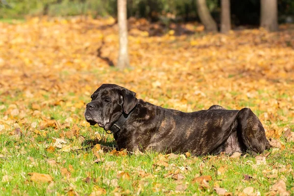 Kutya cane corso — Stock Fotó