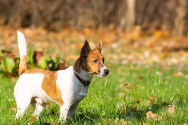 Jack Russell Teriyeri