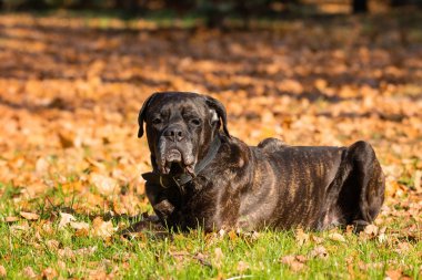 köpeği cane corso