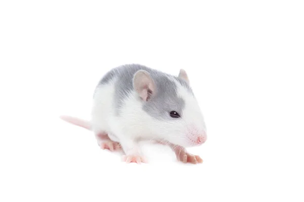 Rat op witte achtergrond — Stockfoto