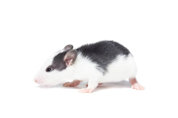 Rat op witte achtergrond — Stockfoto