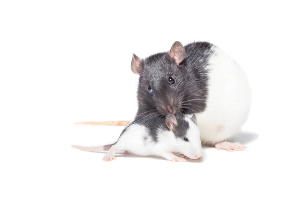 Rat op witte achtergrond — Stockfoto