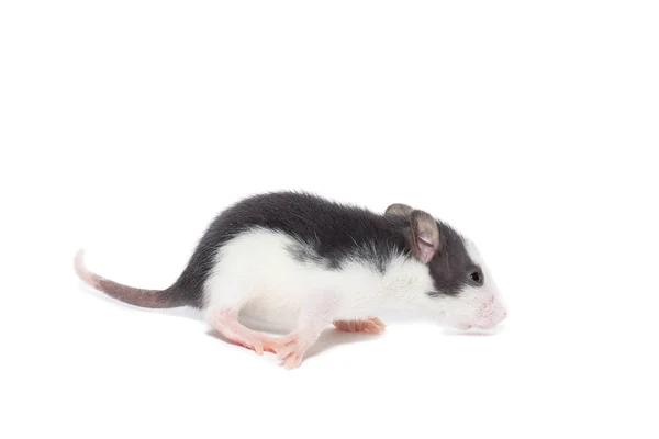 Rata sobre fondo blanco — Foto de Stock