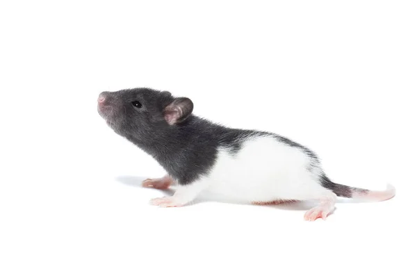 Ratte auf weißem Hintergrund — Stockfoto