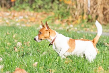 Jack Russell Teriyeri