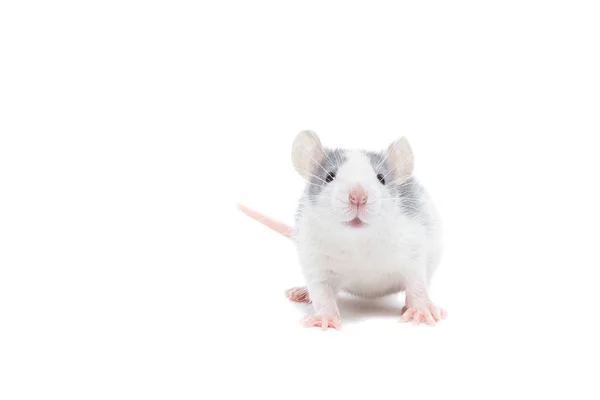 Rat sur fond blanc — Photo
