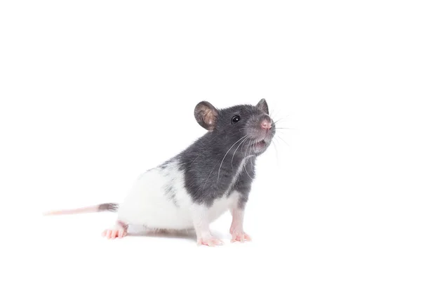 Rat op witte achtergrond — Stockfoto