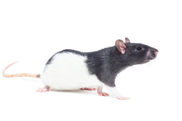 Ratte auf weißem Hintergrund — Stockfoto