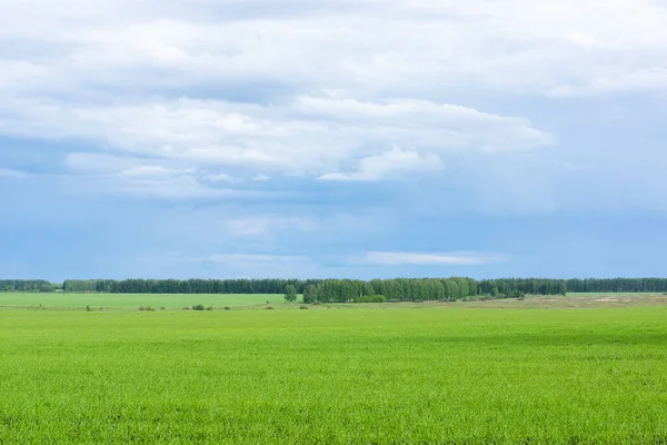 Floresta Vidoeiro Verde Atrás Campo Grama Contra Céu Azul Espaços — Fotografia de Stock