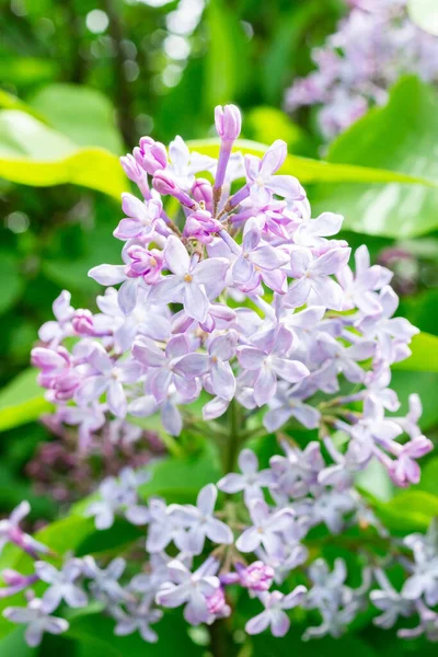 Lilac flowers spring blooming scene. Blossom lilac flowers in spring. Spring lilac flowers blooming. Spring lilac bush blooming