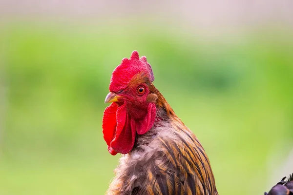 Hermosa Joven Polla Roja Brillante Hierba Verde Granja — Foto de Stock