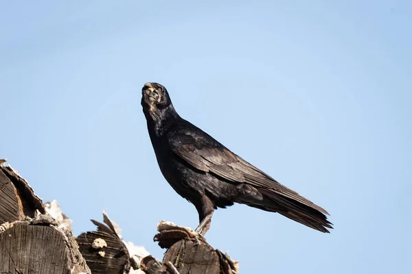 Watchful Rook Corvus Frugilegus Perched Ledge Summer Sky — Stock Photo, Image