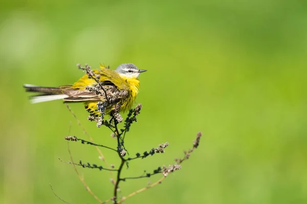 Πουλί Κίτρινο Wagtail Motacilla Flava Αρσενικό Άνοιξη — Φωτογραφία Αρχείου