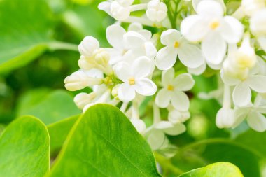 Bahar zamanı güzel kokan beyaz leylak çiçekleri. Leylak dallarının makro dallarını kapat, seçici odaklanma. İlham verici doğal çiçek açan bahçe ya da park. Ekoloji doğa manzarası
