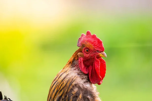 Gyönyörű Fiatal Világos Piros Kakas Zöld Farm — Stock Fotó