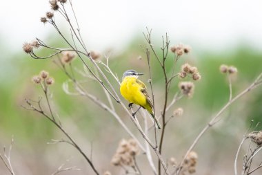 Kuş - Sarı Wagtail (Motacilla flava) erkek, bahar zamanı