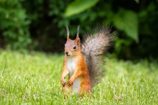 Esquilo Selvagem Comendo Parque Grama Verde — Fotografia de Stock