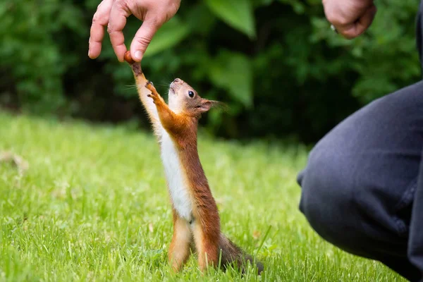 Esquilo Selvagem Comendo Parque Grama Verde — Fotografia de Stock