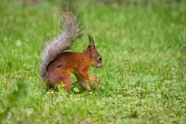 Esquilo Selvagem Comendo Parque Grama Verde — Fotografia de Stock