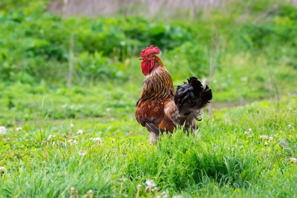 Gyönyörű Fiatal Világos Piros Kakas Zöld Farm — Stock Fotó