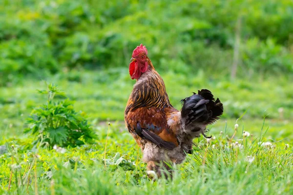 Gyönyörű Fiatal Világos Piros Kakas Zöld Farm — Stock Fotó