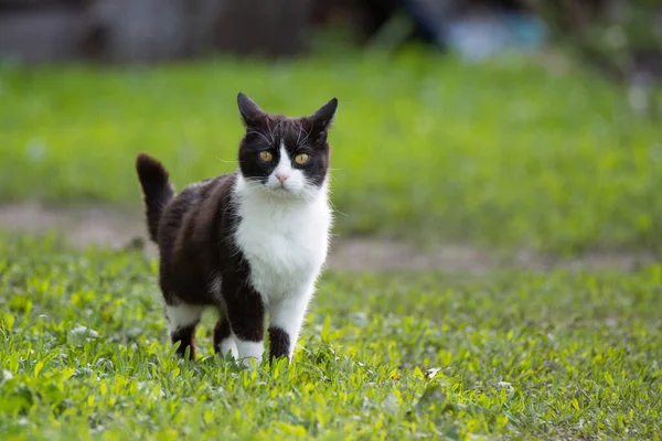 一只黑白相间的猫在绿草的背景上 — 图库照片