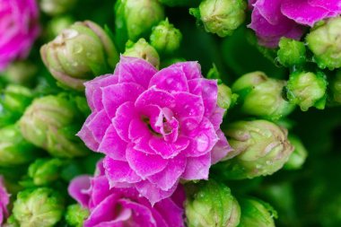 Kalanchoe çiçekleri (Flaming Katy, Christmas Kalanchoe, Çiçekçi Kalanchoe) kırmızı çiçekler, Crassulaceae ailesi