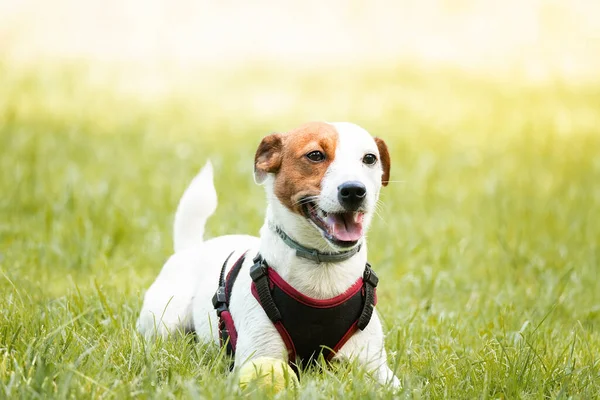 Jack Russell parktaki çim çayırındaki teriyer köpeği